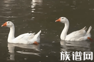 王羲之,王羲之与鹅,王羲之鹅的故事