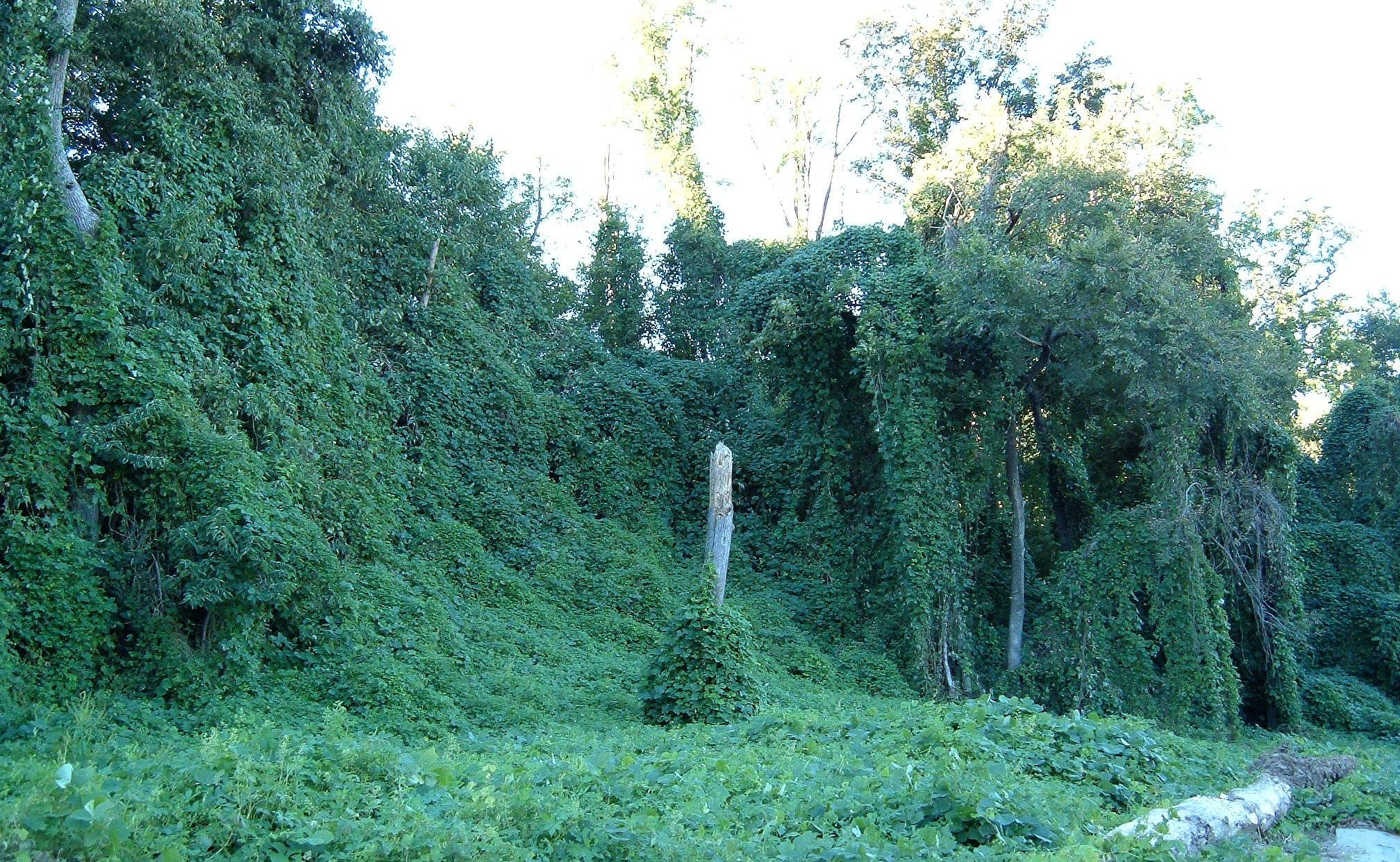 入侵物种