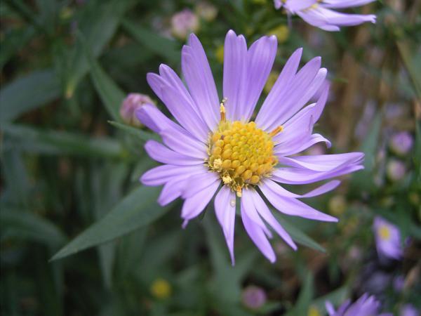 菊科