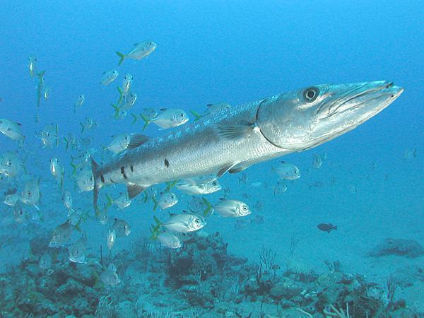 梭子魚(yú)