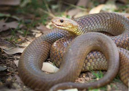 世界第一毒蛇 吓人图片