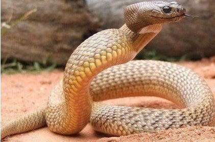 世界上有多少种蛇最贵图片