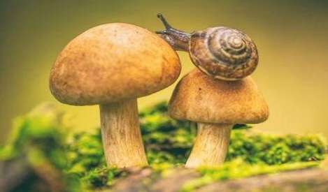 世界上最奇怪的12种蘑菇 蓝菇是真的存在的