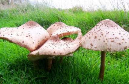 世界上最奇怪的12种蘑菇 蓝菇是真的存在的