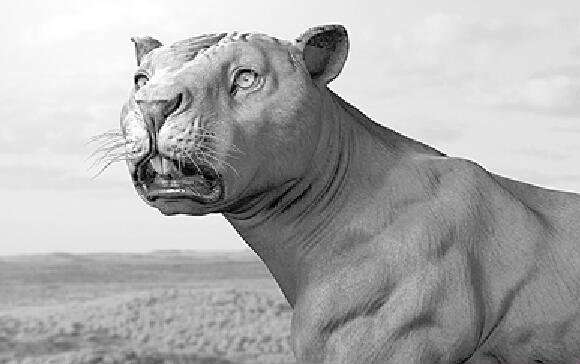 世界上咬合力最强的哺乳动物——袋狮