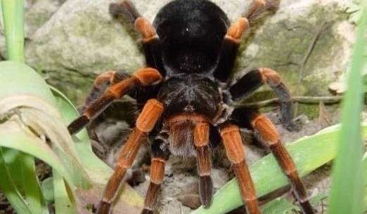 世界上最大的毒蜘蛛图片