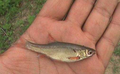 世界上最小的淡水鱼图片