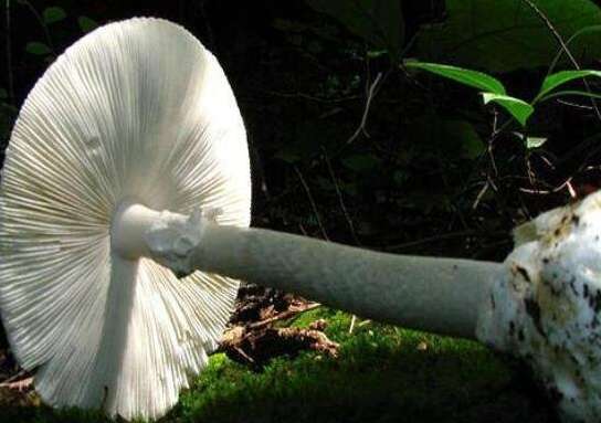 世界上最漂亮的毒蘑菇，颜色越美毒性越大