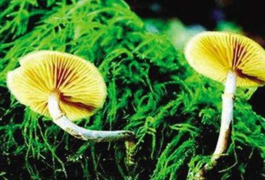 世界上最漂亮的毒蘑菇，颜色越美毒性越大