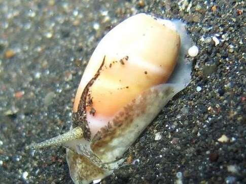 十种不能吃的海螺图片图片
