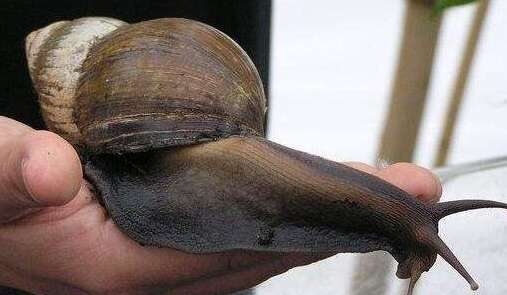 世界上最大的蜗牛——长20cm的非洲大蜗牛,牙齿25万颗