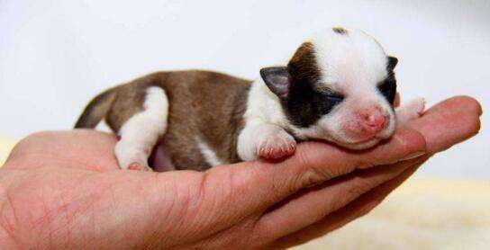 最新世界最小狗排行 英国袖珍狗 只有6厘米长