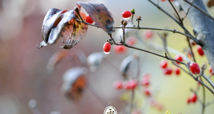 雨水节气吃什么 雨水节气饮食禁忌