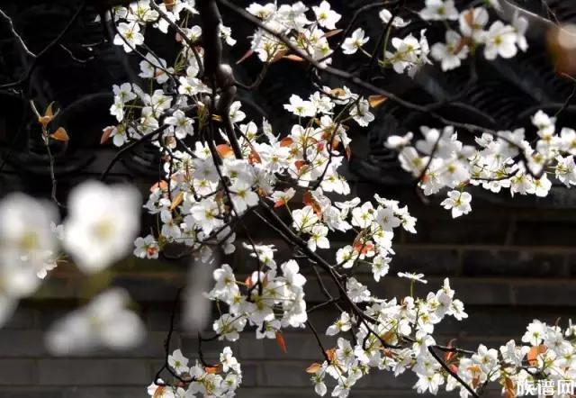 一樹一樹梨花，用高潔與芬芳吸引著歷代的詩人詞家