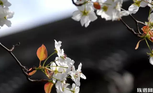 一樹一樹梨花，用高潔與芬芳吸引著歷代的詩人詞家