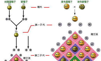 揭秘：现代遗传学之父孟德尔的职业是什么？